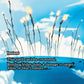 (034) Magic The Gathering Magic: The Gathering | Avatar: The Last Airbender: Eternal Single: Rending Volley Holo Mythic
