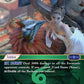 (198) Final Fantasy TCG Opus I Single: Valefor (1-198) Holo Starter