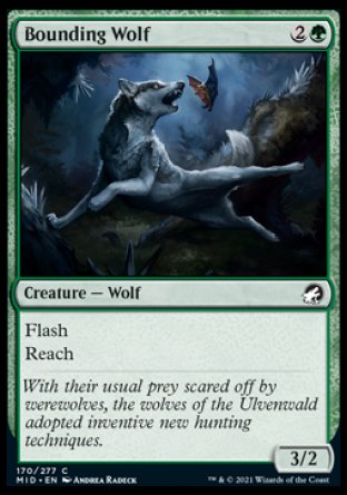 (170) Magic The Gathering Innistrad: Midnight Hunt Single: Bounding Wolf  Common