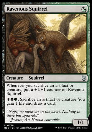 (258) Magic The Gathering Commander: Bloomburrow Single: Ravenous Squirrel  Uncommon