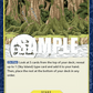(117) One Piece TCG OP05: Awakening of the New Era Single: Upper Yard (OP05-117)  Uncommon
