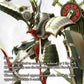 (178) Final Fantasy TCG Legacy Collection Single: Ark (19-105) (V.2) Holo Hero