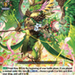 (053) Cardfight Vanguard Clash of the Heroes Single: Spring Breeze Dragon [D-Format] (V.1 - Rare)  Rare