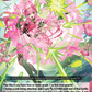 (056) Cardfight Vanguard Flight of Chakrabarthi Single: Believe in the Blooming Buds of Tomorrow [D-Format] (V.1 - Rare)  Rare