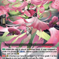 (043) Cardfight Vanguard Triple Drive Booster Single: Performing Petal, Diantha [D-Format]  Triple Rare