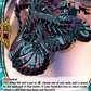 (H32) Cardfight Vanguard Future Card Buddyfight Single: Street Racer, Eligos [D-Format] (V.2 - Holo)  Holo