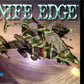 Nintendo 64: Knife Edge